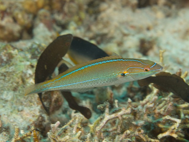Stehotjulis interrupta
